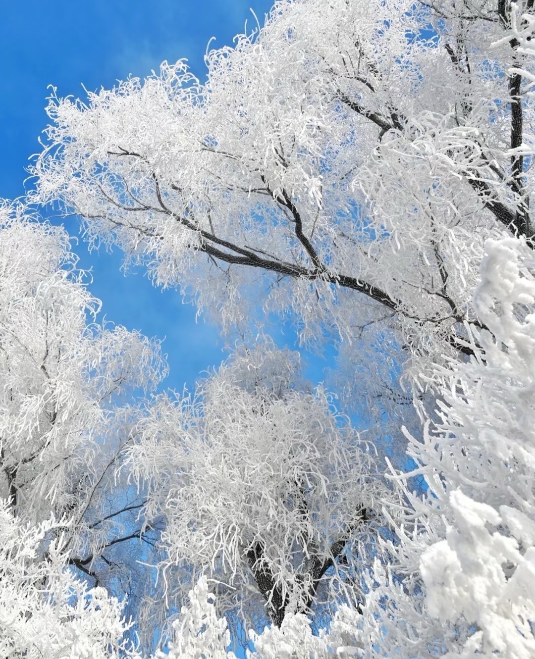郴州三天二晚飛天山+莽山五指峰霧凇+東江湖+白廊